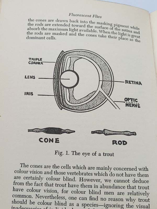 Antique books: Fluorescent Flies